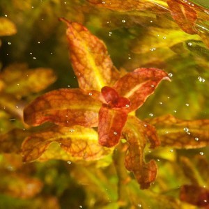 Ludwigia senegalensis-1.jpg