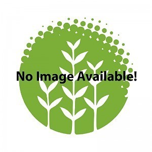 Rotala Wallichii