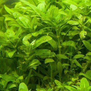 Staurogyne Repens trimming.jpg