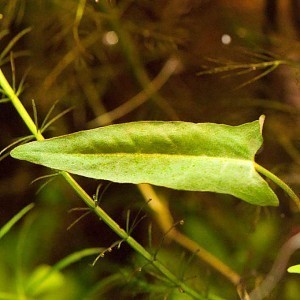 Persicaria praetermissa emersed leaf.jpg