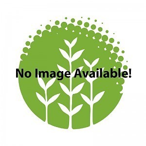 Lindernia Rotundifolia 'variegated'