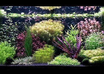 Tips And Tricks For Dutch Style Aquascaping