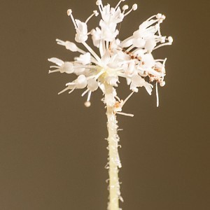 Hydrocortyle leucocephala flower.jpg