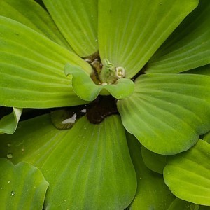 Pistia stratiotes with flower in pond.jpg
