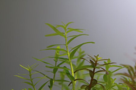 Rotala Sp. 'green'