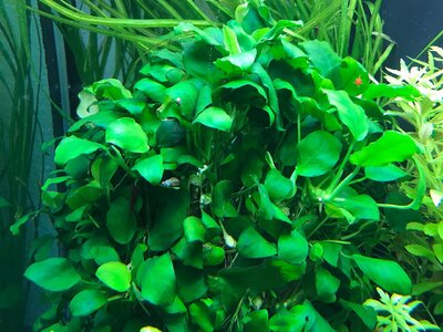 Anubias_12_14_2019mini.jpg Anubias_12_14_2019mini.jpg