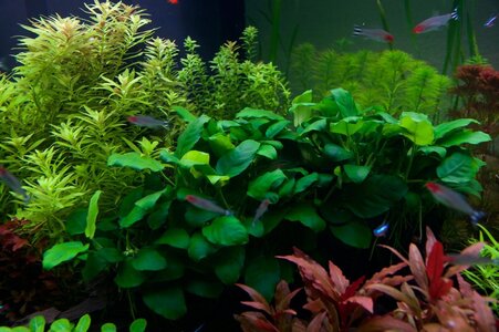 Anubias.jpg Anubias.jpg