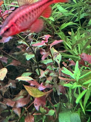 IMG_4308.jpeg IMG_4308.jpeg
