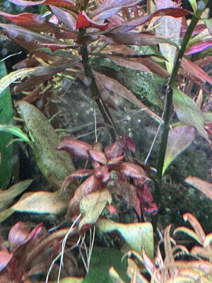 IMG_4310.jpeg IMG_4310.jpeg