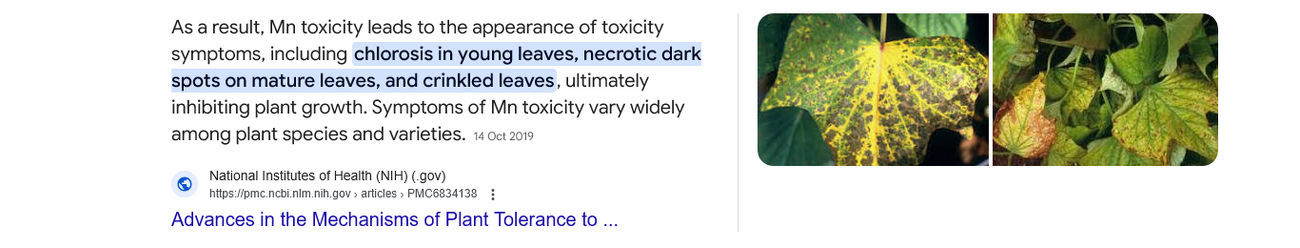 Screenshot 2025-03-24 at 18-57-49 manganese toxicity in plants - Google Search.png