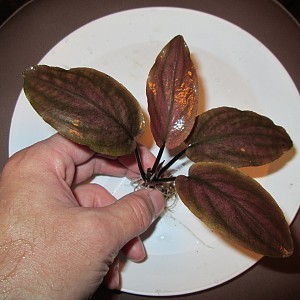 Lagenandra meeboldi 'red round' 2.jpg