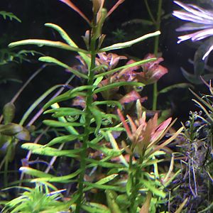 Rotala sp. 'Red Cross'