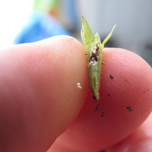 Ludwigia Arcuata seeds
