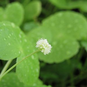 Brazilian Pennywort Flower (This is a Female Flower)