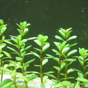 Rotala Indica 'true' Transition from emersed to submersed