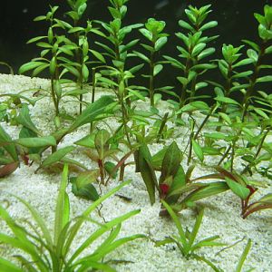 L. Repens / L. Rubin / L. Arcuata transition from emersed to submersed