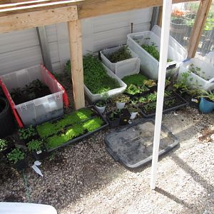 Greenhouse 1/2 setup area