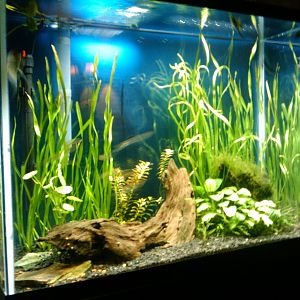 My old 37 gallon tank Barr Report Forum Aquarium Plants